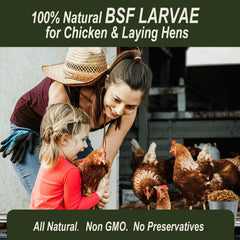 Adaman BSF larvae topper shown as a tasteful meal enhancer for birds