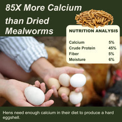 Adaman dried BSF larvae calcium-dense nutrition visual