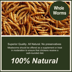 Adaman mealworms for chickens: protein-packed treat to support energy and egg quality.