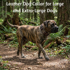 ADITYNA collar adjustable for large dogs 19-30 inch neck, comfortable daily walking.