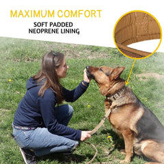 ADITYNA nylon webbing collar with heavy-duty D-ring for reliable leash connection.