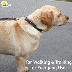 ADITYNA top-grain leather collar highlights durability for daily walks.