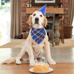 ADOGGYGO reversible blue plaid bandana shows two looks for XL dogs.