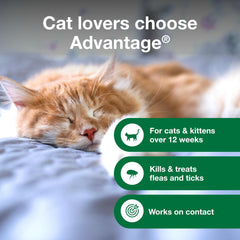 Advantage Cat Shampoo on head area showing gentle application avoiding eyes