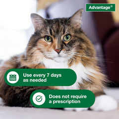 Advantage Cat Shampoo neck and chest covered in foam for full-body coverage