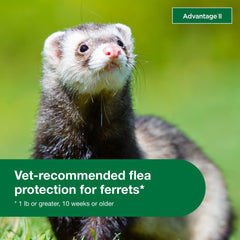Advantage II Ferret becomes waterproof after 24 hours for reliable protection.