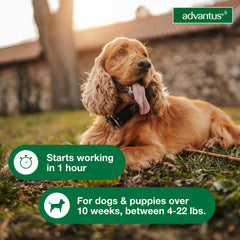 Advantus soft chew is easy to administer to your dog