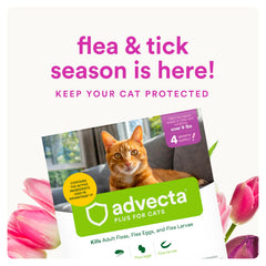 Advecta Plus kills fleas within 12 hours after application on a cat