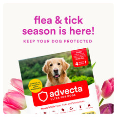 Close-up of Advecta Ultra being applied to a dog's coat.