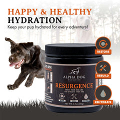 Alpha Dog Nutrition electrolytes dissolving in water to support active dogs' endurance