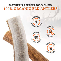 Alpha Dog Nutrition elk antler chews large split β close-up of the chew texture