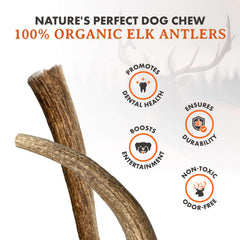 Alpha Dog Nutrition elk antler chews large whole dog chewing in action long lasting