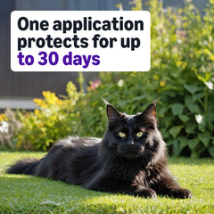 Amazon Basics 6-dose pack image for convenient monthly flea control