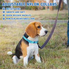 Amylove dog collar outdoors with leash illustrating safe outdoor walks.