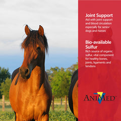 ANIMED Pure MSM scoop: convenient daily dosing for mobility.