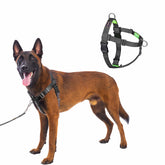 APDEXY Freedom no-pull front-clip harness on a large dog for training walks