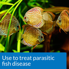 API General Cure dosing packets ready for precise dosing in freshwater and saltwater aquariums.