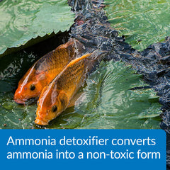 API POND AMMO-LOCK in pond water context showing treatment