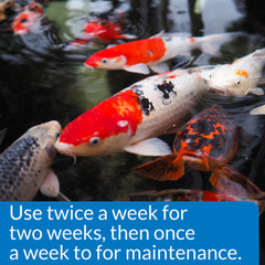 API PondCare pond with plants and fish shows clearer water after green-water management.
