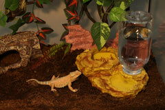 Aqua KT 2-in-1 feeder kit, combines bowl and water dish for tidy feeding sessions