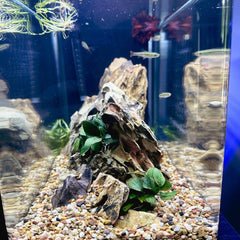 Aqua Natural Gold Pearl gravel with textured highlights adds three-dimensional depth in tanks.
