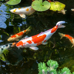 Aquascape pond salt promotes natural slime coat for healthier fish