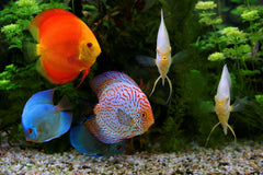 Four-type wafers provide sinking options and feeding variety for different species.