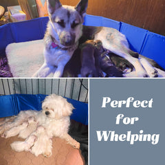 Foldable whelping box design for easy setup and compact storage.