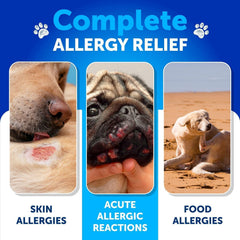 Artullano Dog Allergy Relief Chews dog enjoying chews, easy daily use.
