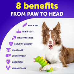 Artullano dog joint support chews promoting mobility.