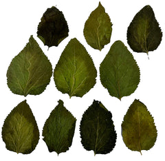 Awesome Aquatic alder cones promote tannins and blackwater habitat for shrimp