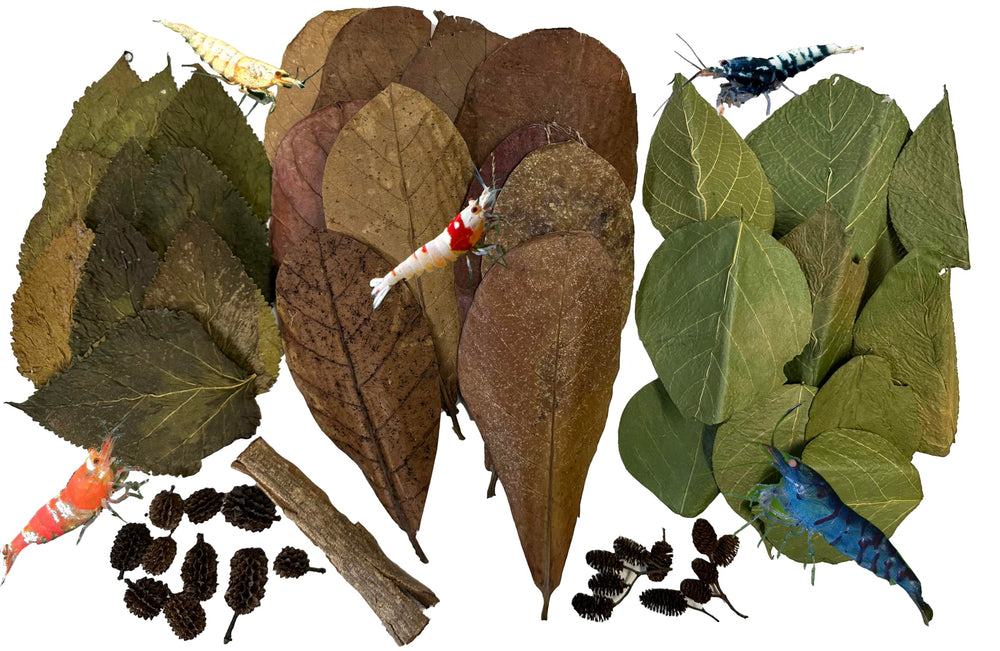 Awesome Aquatic catappa leaves boost habitat quality with natural tannins for shrimp health