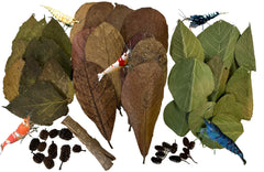 Awesome Aquatic catappa leaves boost habitat quality with natural tannins for shrimp health
