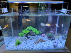 AWXZOM bridge decor creates visual depth and routes for tiny swimmers.