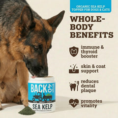 Back 40 Dogs kelp powder being mixed into dog food for digestion and coat health.