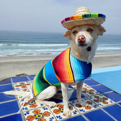 Baja Ponchos hot sauce plush toy sparks giggles and interactive fetch.