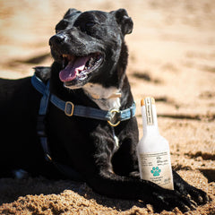 Bark Bros liquor bottle toy fits dogs of all sizes for fun.