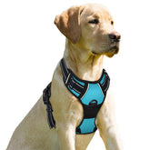 BARKBAY No Pull Front Clip Harness blue on a large dog improves walk control