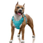 BARKBAY No Pull Harness with front clip keeps walks smooth and controlled.