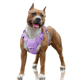 BARKBAY No Pull Harness with front clip in violet for smoother training walks