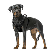 BARKBAY no-pull front clip harness for controlled training during walks.