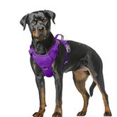 BARKBAY No-Pull Harness with front clip for controlled walks and training.