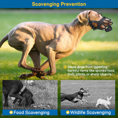 Dog wearing BARKLESS muzzle during acclimatization for calmer handling.