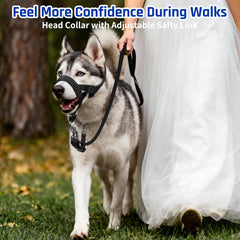 Large dog wearing BARKLESS head collar during a calm, controlled walk.