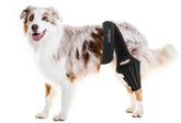 Bawektrl dog knee brace with side stabilizers provides hind-leg support during activity