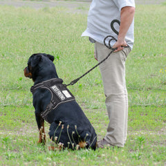 Beebiepet heavy-duty harness adjustment points show easy fit for large breeds.