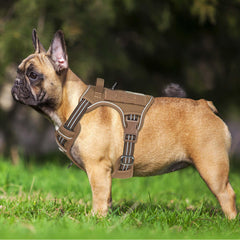 Beebiepet harness chest-buckle view emphasizes easy on/off with four-point adjustable fit.
