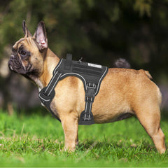 Beebiepet heavy-duty harness four-point adjustment for easy fit.