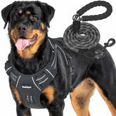Beebiepet heavy-duty harness on a large dog, front view for control and safety.
