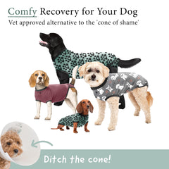 Dog surgery onesie in use, BellyGuard provides coverage without restrictions.